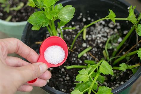 How To Add Epsom Salt And Coffee Grounds To Potting Soil