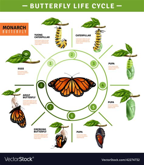 Butterfly Life Cycle Diagram Butterfly Life Cycle Life Cycles My Xxx