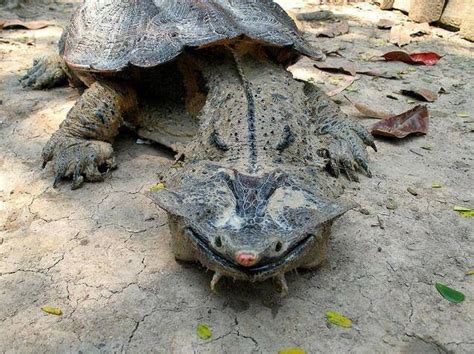 South america's terrestrial mammals fall into three distinct groups: matamata, Chelus fimbriata, is a freshwater turtle found ...