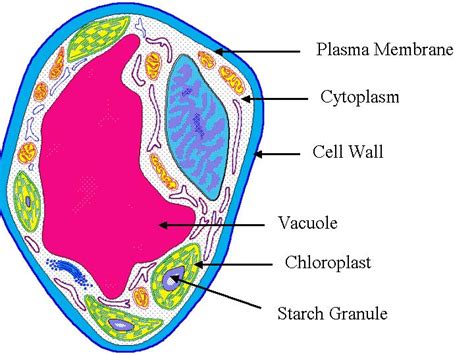 The cell membrane (or plasma membrane) is the thin outer layer of the cell that differentiates the cell from its environment. free clipart of an animal cell membrane 20 free Cliparts ...