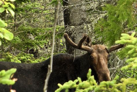 Hike Around Isle Royale To See Moose Up Close The Thousand Miler