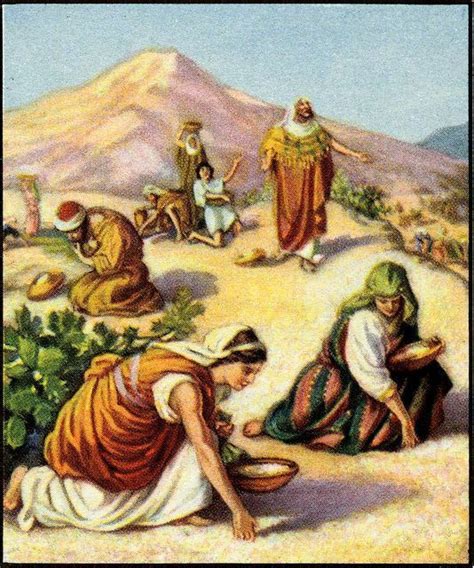 Scripture Origins In Exodus 1614 31 God Sent Down Manna From Heaven