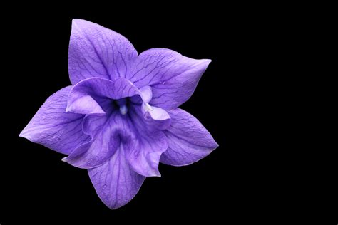 Free Images Blossom Purple Petal Bloom Blue Flora Eye Violet