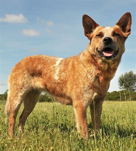 Blue heelers are popular for livestock owners but they are also popular for catching frisbees! The Blue Heeler Dog - Queensland Heeler or Australian ...