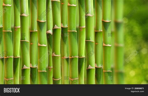 Bamboo Stalks Image And Photo Free Trial Bigstock