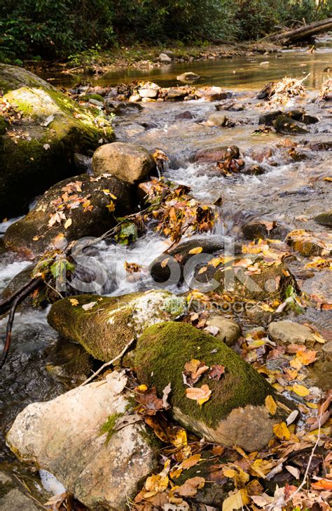 Autumn Leaves On Moss Covered Rocks Stock Photo Royalty Free Freeimages