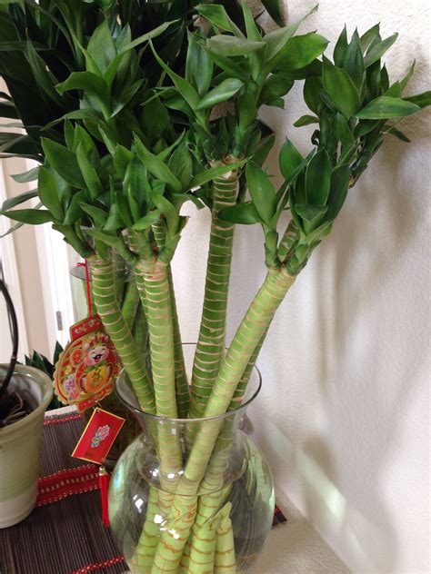 Unique lucky bamboo plants | Lucky bamboo plants, Growing plants indoors, Plants