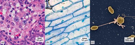 the maximum power of magnification of a light microscope is