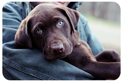 Their puppy teeth are too tiny to do any real damage, but they. Dogs: Chocolate Labrador Retriever Puppies at 10 weeks Old ...