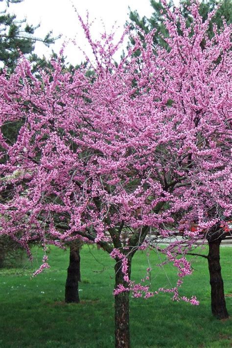 10 Best Flowering Trees And Shrubs For Adding Color To Your Yard In