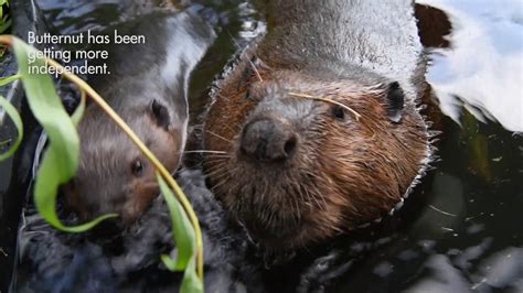 Meet Butternut The Baby Beaver Youtube