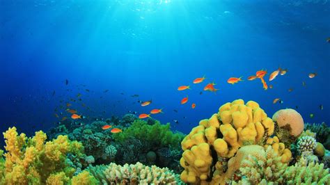 Underwater Fish Fishes Ocean Sea Tropical Reef Wallpaper 3360x1890
