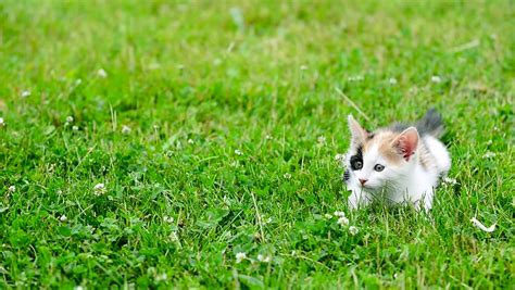 Cute Kitten Playing In The Green Meadow Stock Footage Video 17651026