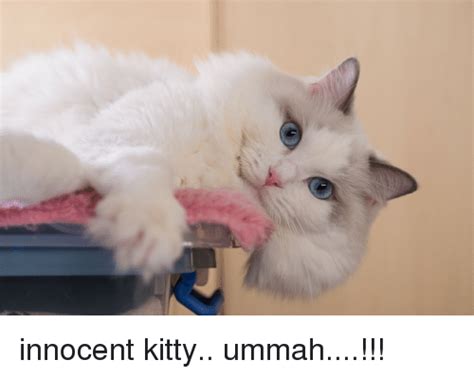 The best innocent memes and images of march 2021. Innocent Kitty Ummah!!! | Kitty Meme on ME.ME