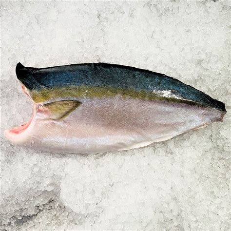 Yellowtail Kingfish Hamachi Fisk