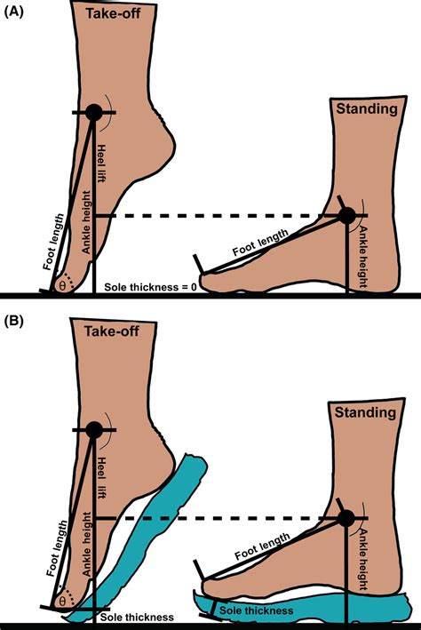 Position Of The Foot During Standing Right And At Take‐off Left