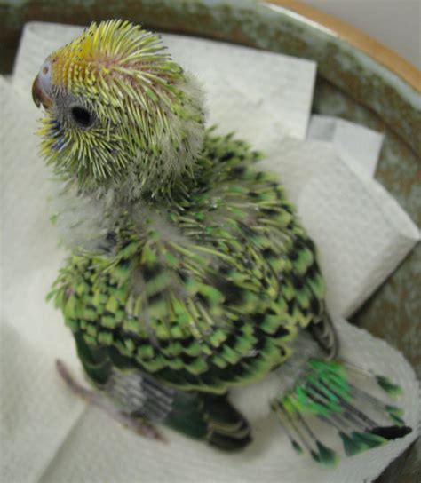 Green Prickly Parakeet Baby Feathers Baby Parakeets Budgie Parakeet