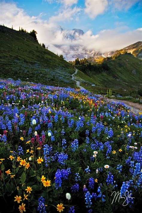 Mount Rainier Wildflowers Mount Rainier National Park Washington