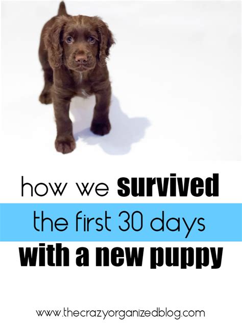What We Wish We Would Have Known 1st 30 Days With A New Puppy