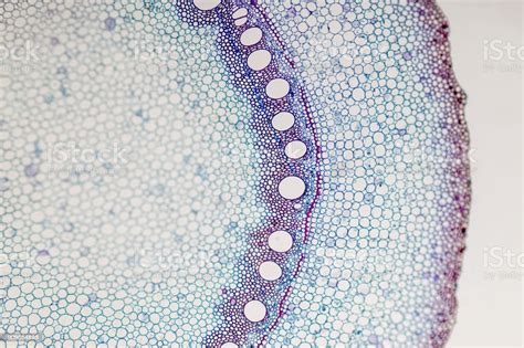 Crosssection Plant Stem Under The Microscope For Classroom Education