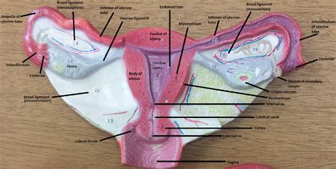 Female Reproductive System Diagram Labeled Pictures H Vrogue Co