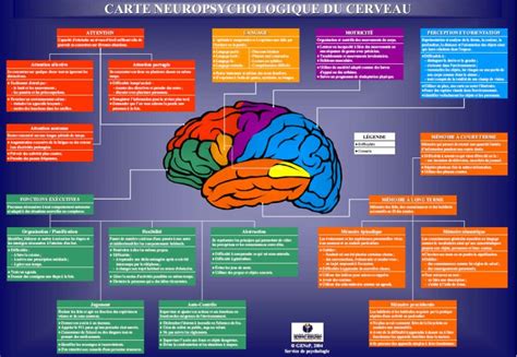 Carte Neuropsychologique Du Cerveau 2 Fonctions Exécutives