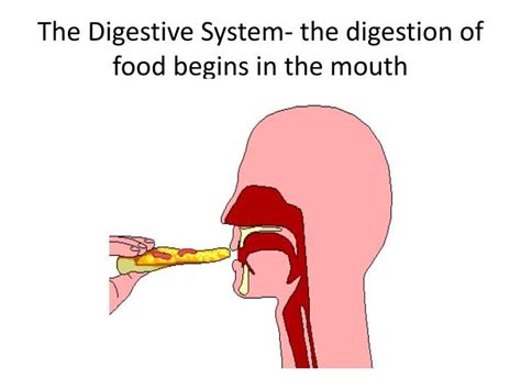 Ingestion Human Nutrition Human Digestive System Food For Digestion
