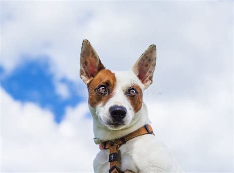 Wonderful Dog Stock Image Image Of Pedigree Puppy Profile 31048487