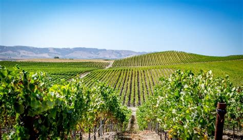 Top California Wine Regions To Visit Celebrity Cruises
