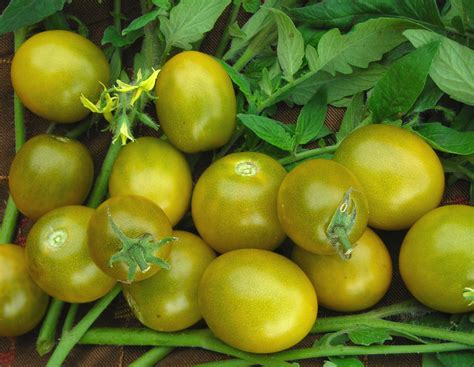 Green Grape Tomato, 0.08 g : Southern Exposure Seed Exchange, Saving ...