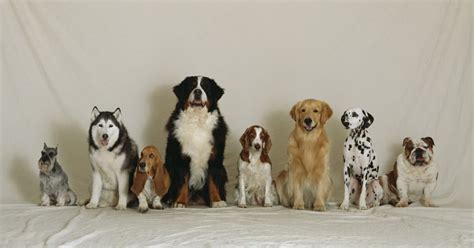 The Top 10 Dog Breeds In Australia Are Revealed So Did Your Favourite