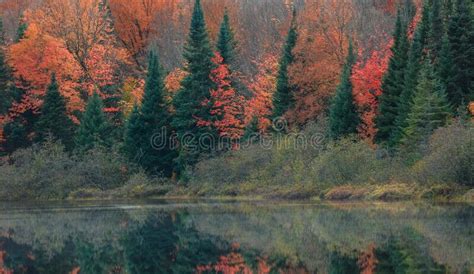 Autumn Trees In The Coniferous Forest At Quebec Countryside Stock Photo