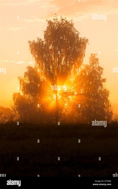Sunbeams Through Tree In Morning Fog Stock Photo Alamy