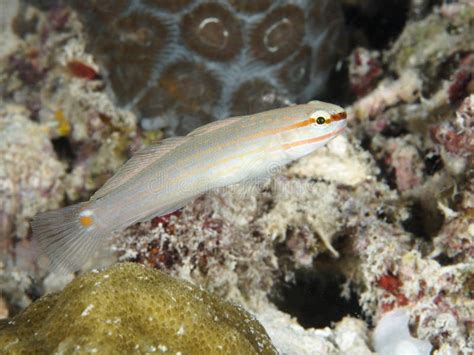Striped Goby Stock Photo Image Of Asterropteryx Fish 158370176