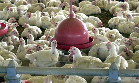 Popova elogiou a importante descoberta científica. Rússia diz ter identificado primeiro caso da cepa H5N8 da ...