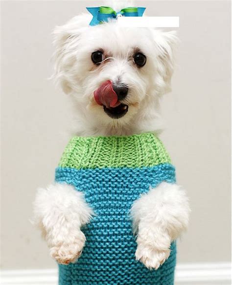 Dogs In Sweaters Dress The Dog Clothes For Your Pets