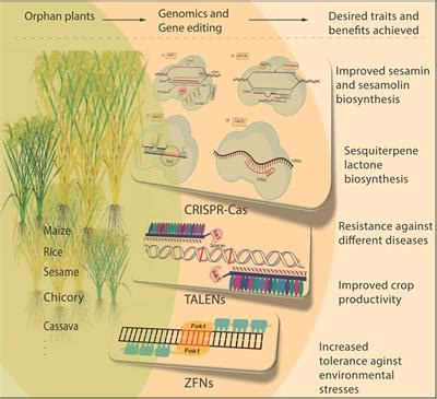 Frontiers Editorial Genomics And Gene Editing Of Orphan Plants
