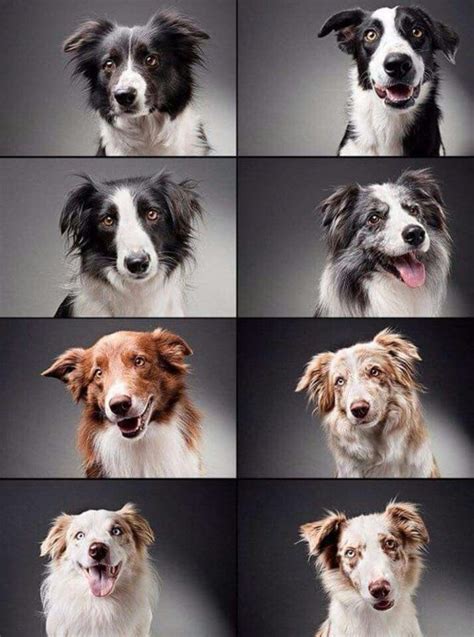 Border Collie Variety Border Collie Collie Dog Breeds