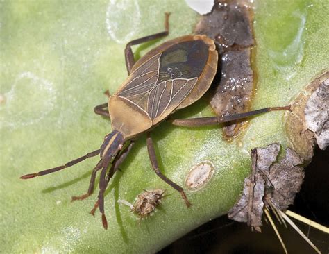 Common True Bugs — Texas Insect Identification Tools