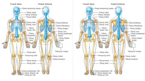 Berdasrakan morfologi dan fungsinya, jaringan otot pada manusia dibagi menjadi tiga bagian yaitu otot polos, otot lurik, dan otot jantung. Otot Rangka Beserta Penjelasan Strukturnya Lengkap