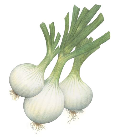 Vidalia Onions Are Just Better—heres Why Garden And Gun
