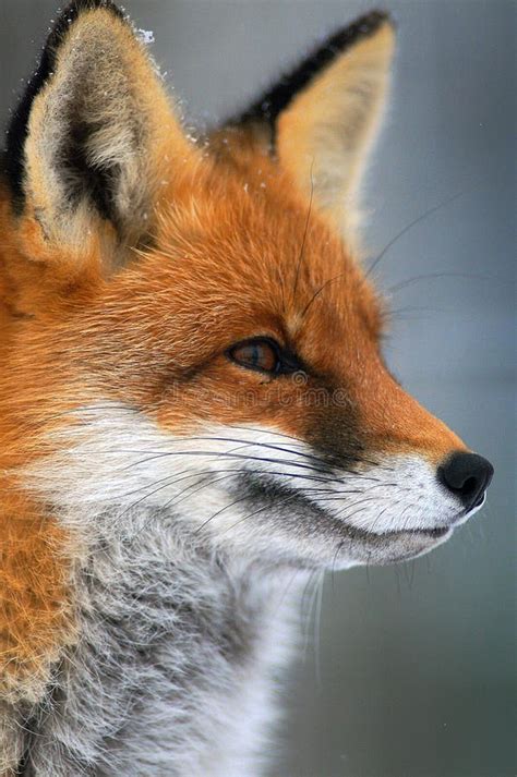 Portrait Of A Red Fox Vulpes Vulpes Stock Photo Image Of Orange