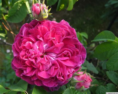 Mills has 16 books on goodreads with 6937 ratings. 'Charles de Mills' Rose Photo | Hybrid tea roses, Rose ...