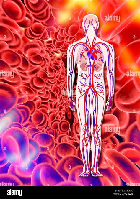 Human Circulatory System And Red Blood Cells Computer Artwork Veins