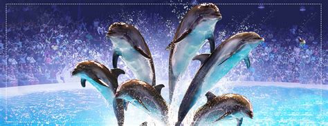 Make A Splash With The Dolphins Dubai Dolphinarium Aan Tourism