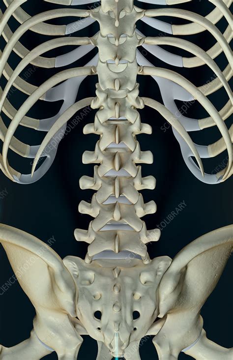 Each region has a number of vertebral bones. The bones of the lower back - Stock Image - F001/4263 ...