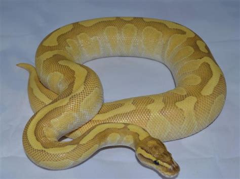 Enchi Lesser Fire Morph List World Of Ball Pythons Pet Snake