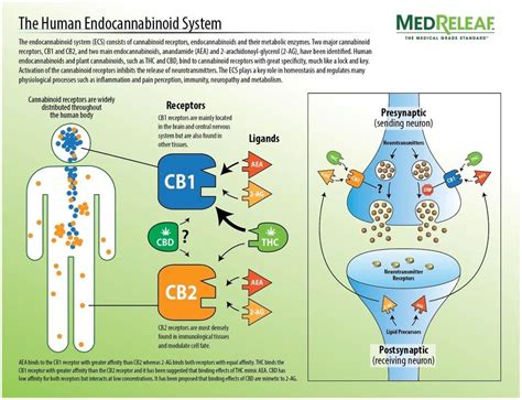 cbd and the endocannabinoid system physicians lab