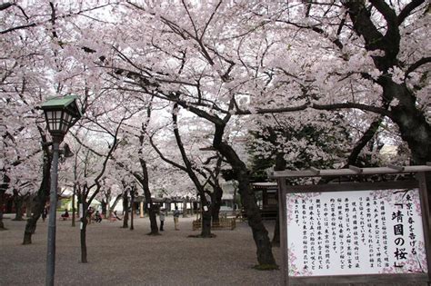 Apr 01, 2021 · 保守が大きく揺らいでいる…神社本庁「全面敗訴」の深層. 靖國の桜 | おすすめスポット - みんカラ