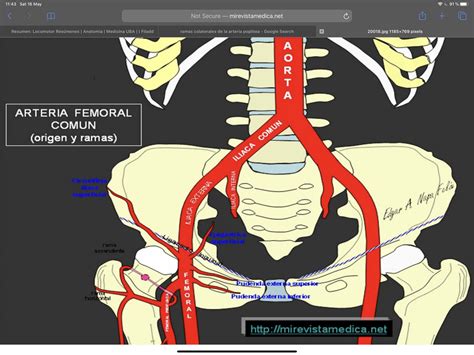 filminas imagen arteria femoral anatomía medicina uba filadd